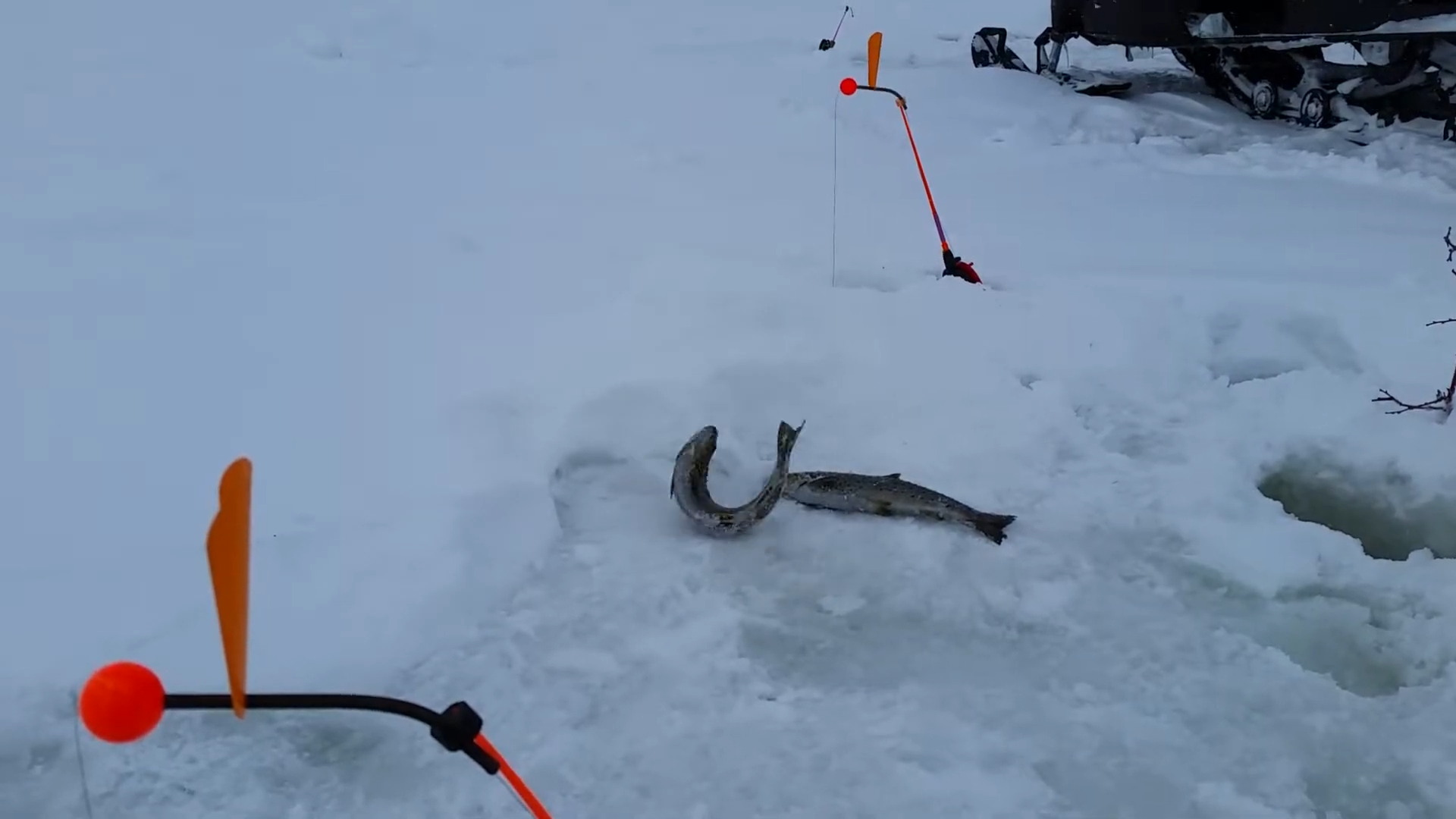 лепесток | в живую